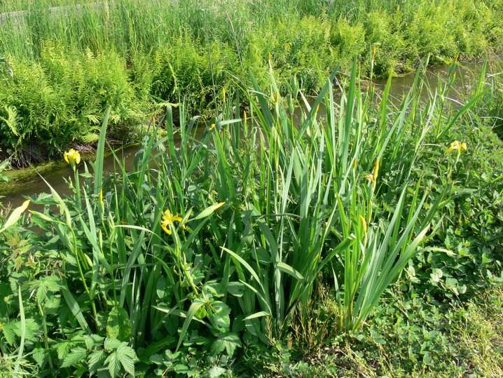 Il battere utilizza le piante di Iris (Iris pseudacorus) come ospiti secondari su cui sopravvivere in mancanza delle