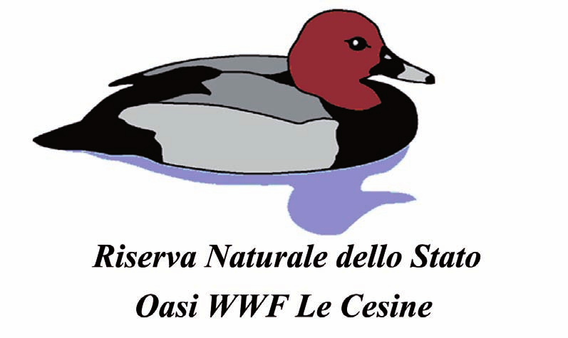 Simbolo della Riserva Naturale dello Stato Oasi WWF Le Cesine è il Moriglione (Aythya ferina).