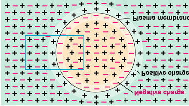 MEMBRANA=CONDENSATORE Le cariche positive e negative rimangono perfettamente in equilibrio tranne che a ridosso della m em brana cellulare.