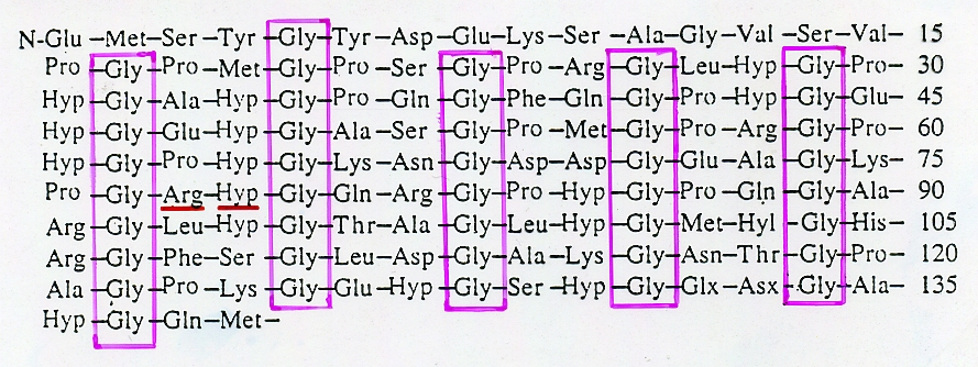 La struttura primaria del collageno è insolita: (Gly-X-Y) n X è molto spesso Pro, Y è molto spesso Hyp, 1/3 degli aminoacidi è