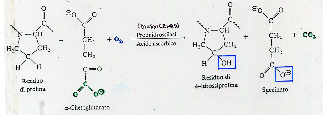 IL COLLAGENO Nel collageno, è diffusa la idrossilazione della prolina in idrossiprolina ad opera della prolinidrossilasi, la prolina è idrossilata solo se è situata sul lato amminico di un residuo di