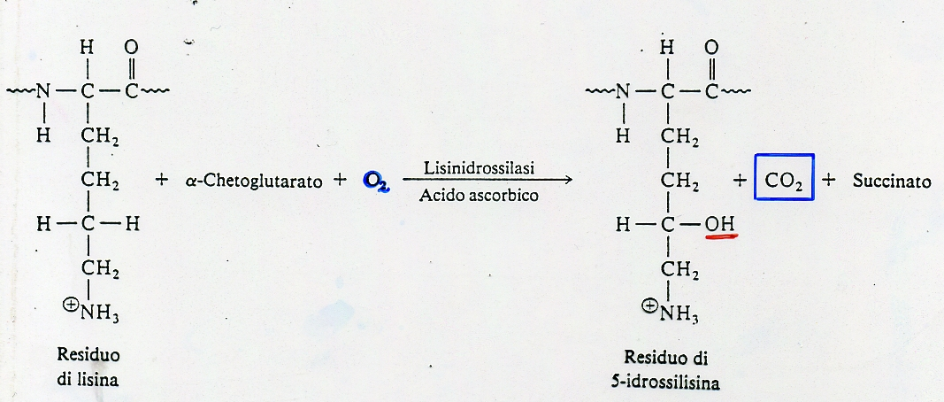 IL COLLAGENO E E UNA GLICOPROTEINA Una piccola percentuale di lisina é idrossilata a livello del C-5 ad