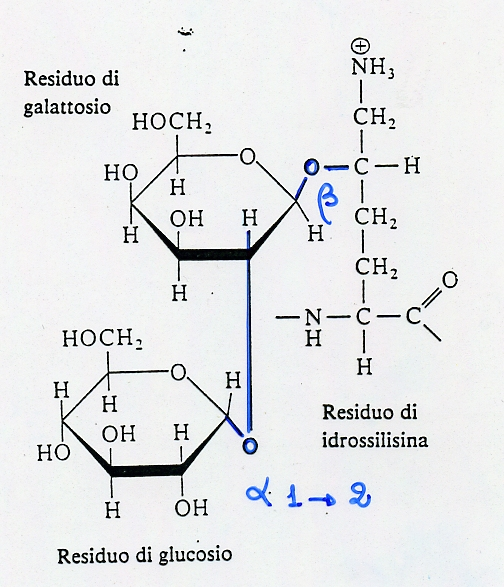 IL COLLAGENO E UNA GLICOPROTEINA Il numero di unità saccaridiche legate per molecola di tropocollageno varia in funzione del tipo di tessuto.