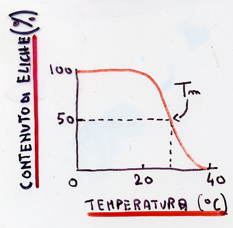 La Tm (TEMPERATURA DI FUSIONE) I movimenti termici, ad una certa temperatura, superano le forze che stabilizzano l elica a tripla catena, questa