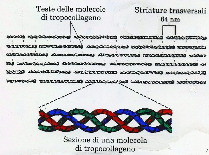 LA STRUTTURA DELLA FIBRA DI COLLAGENO Le molecole di tropocollageno hanno una disposizione sfalsata, ogni molecola é spostata di ¼ della propria lunghezza rispetto a quelle vicine, si ha la completa