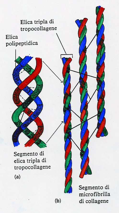 IL COLLAGENO I legami trasversali covalenti aumentano la resistenza meccanica del collageno.