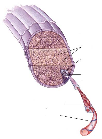 -elica della cheratina passo 5.