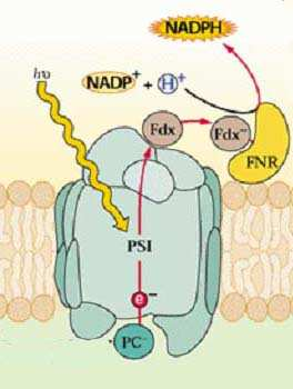 la ferredossina non trasferisce gli elettroni direttamente al NADP + FNR ferredossina-nadp + reduttasi trasferisce i due elettroni al