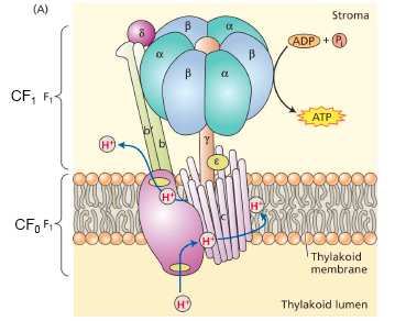 L ATP-SINTETASI è un grosso complesso enzimatico Formato da 2 parti: 1. CF 0 porzione idrofobica legata alla membrana 1.