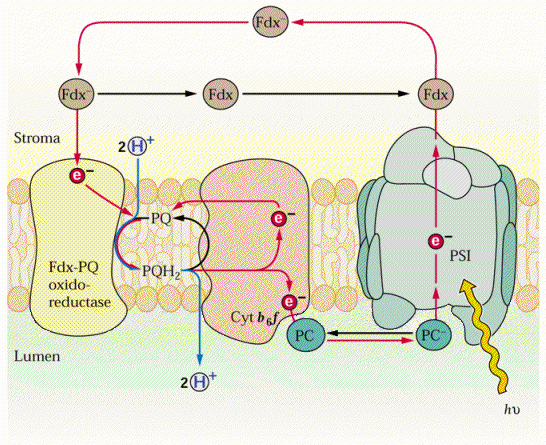 esiste anche una catena di trasporto ciclico di elettroni PSI riduce