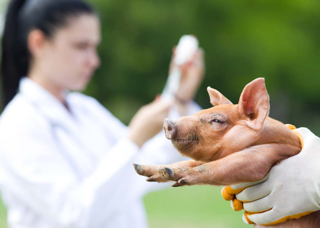 Bilance per uso veterinario EOB EOB-F EOE Maneggievoli modelli per uso veterinario con molteplici possibilità d impiego anche con piattaforma XL e come