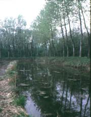 Costituzione in accordo con i proprietari, in aree coltivate a risaia, di strutture laterali atte a contenere quantità sufficienti di acqua per la sopravvivenza della piccola fauna acquatica