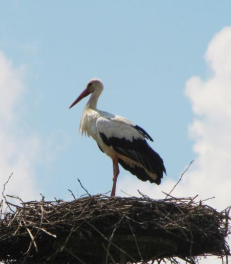 orientale, Ciconia nigra o Cicogna nera, Ciconia abdimii, Ciconia episcopus o Cicogna collolanoso, Ciconia maguari e Ciconia stormi. Ciconia ciconia include due sottospecie: C. c. ciconia Linnaeus, 1758 e C.