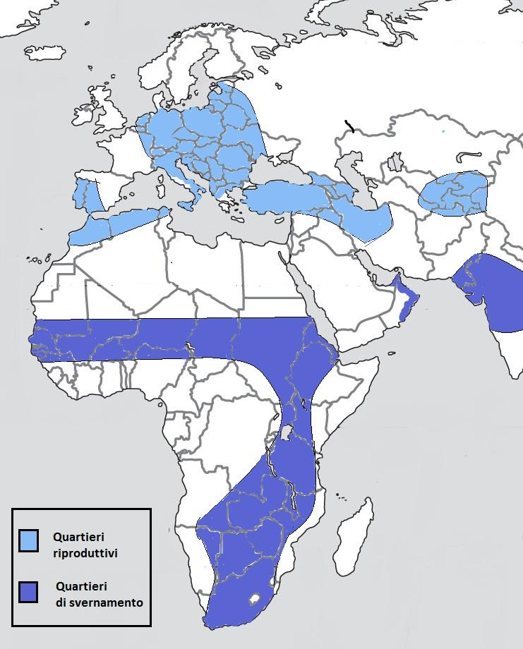 occidentale e nell Africa meridionale; si può dire che nidifichi tra il 30 e il 60 parallelo nord. Sverna principalmente nell Africa tropicale e meridionale.