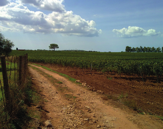 terrazzamenti in pietra lavica, interamente ristrutturati e reimpiantati privilegiando i vitigni autoctoni della Doc Etna: il Nerello Mascalese e il Nerello Cappuccio per il rosso, il Carricante e il