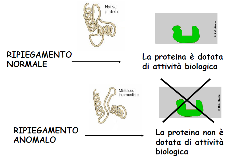 Ripiegamento non