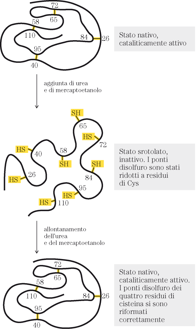 Denaturazione : perdita della struttura tridimensionale della proteina Agenti