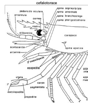 I crostacei Come in tutti gli artropodi, il corpo dei crostacei è rivestito da un esoscheletro.