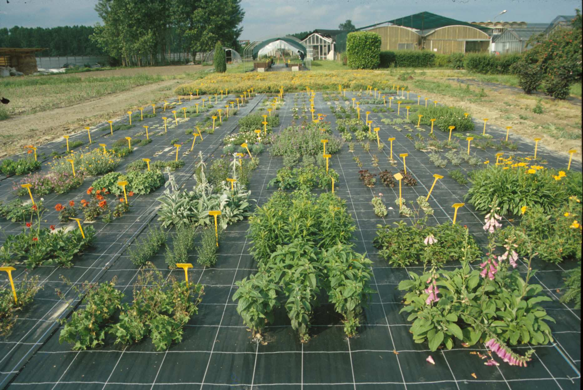 Prove colturali - Valutazioni agronomiche Campi catalogo del