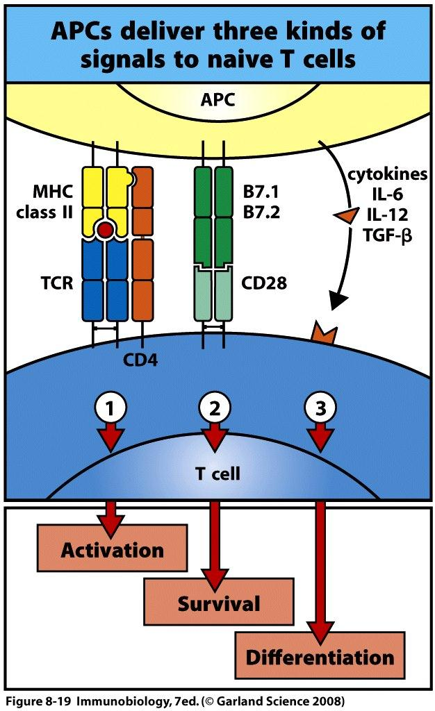 Signals 1, 2 and 3 for T cell activation and differentiation. Both antigen-specific signals (signal 1) and co-stimulatory signals (signal 2) are required for T cell activation.