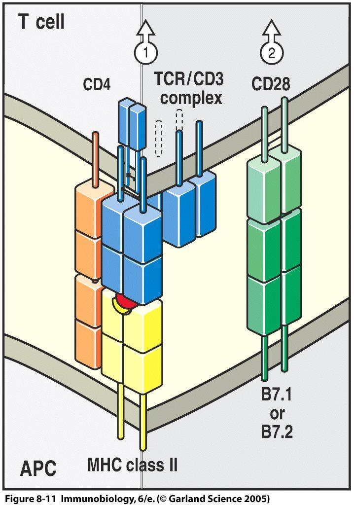 Signal 2: B7 on activated dendritic cell binds to CD28 on T cells 1 2 CD28 is the receptor B7 is the