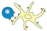 stimulate the cell that made it) Cells divide 2-3 times per day for 4 or 5
