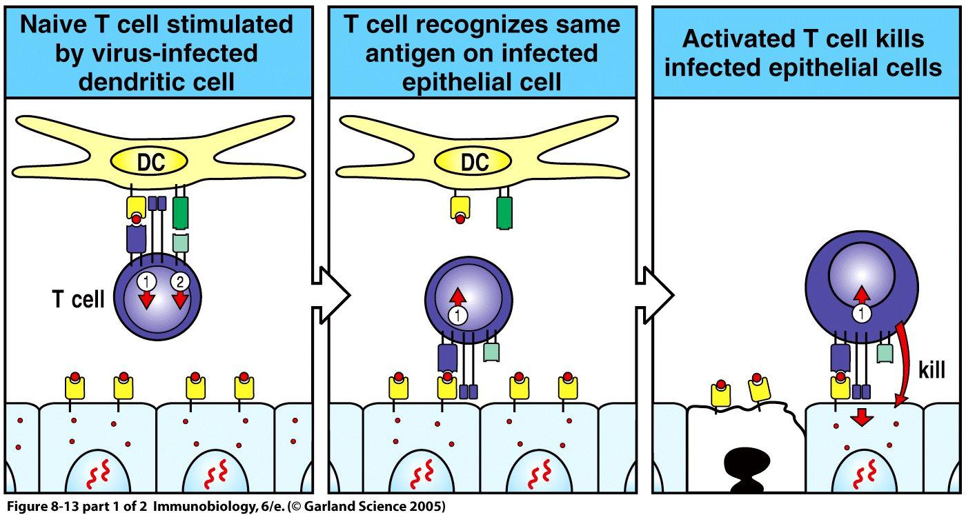 Signal 1 without signal 2 leads to anergy or death.