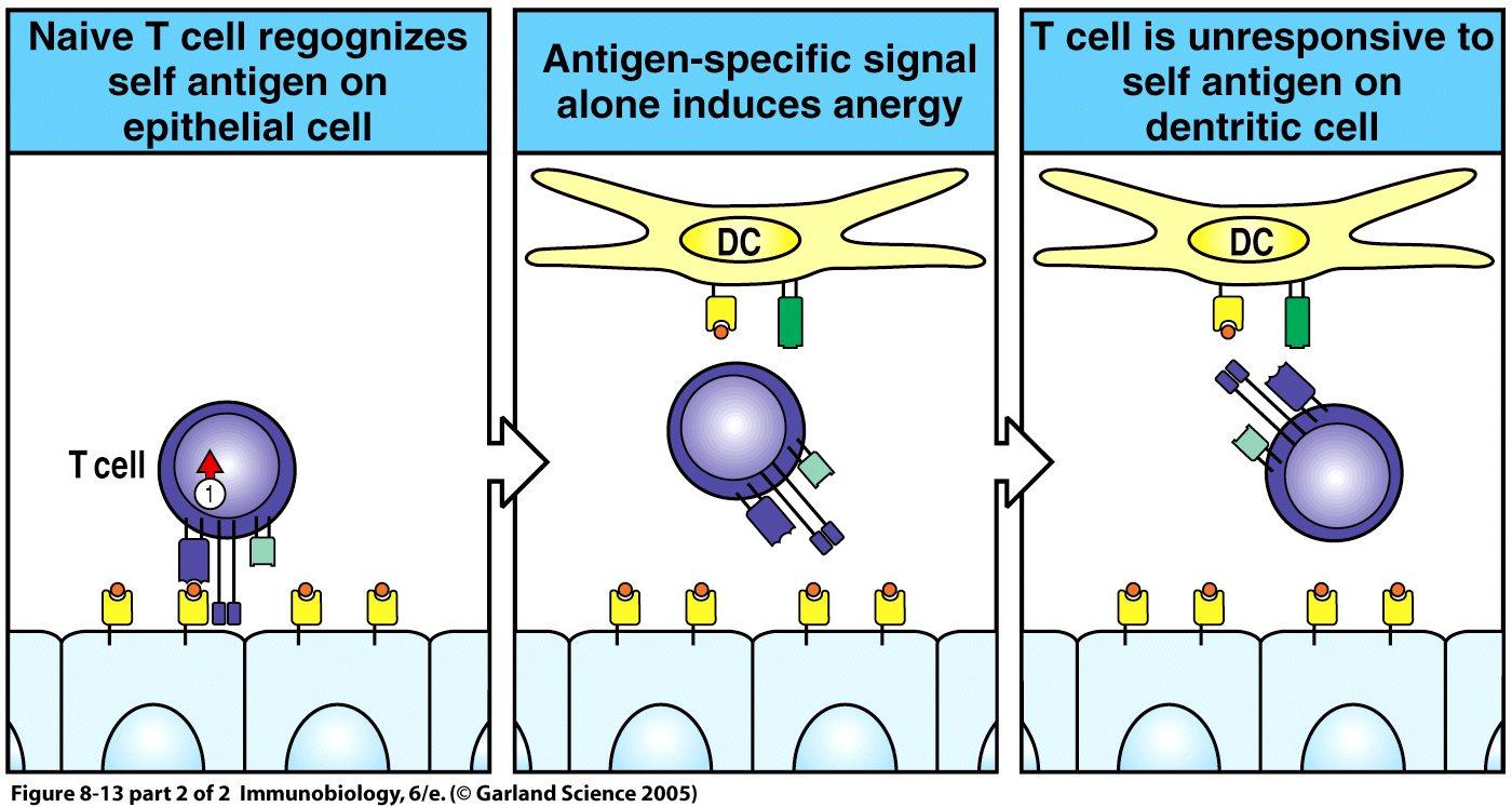 (antigen presented on activated APC); - self antigens inactivate