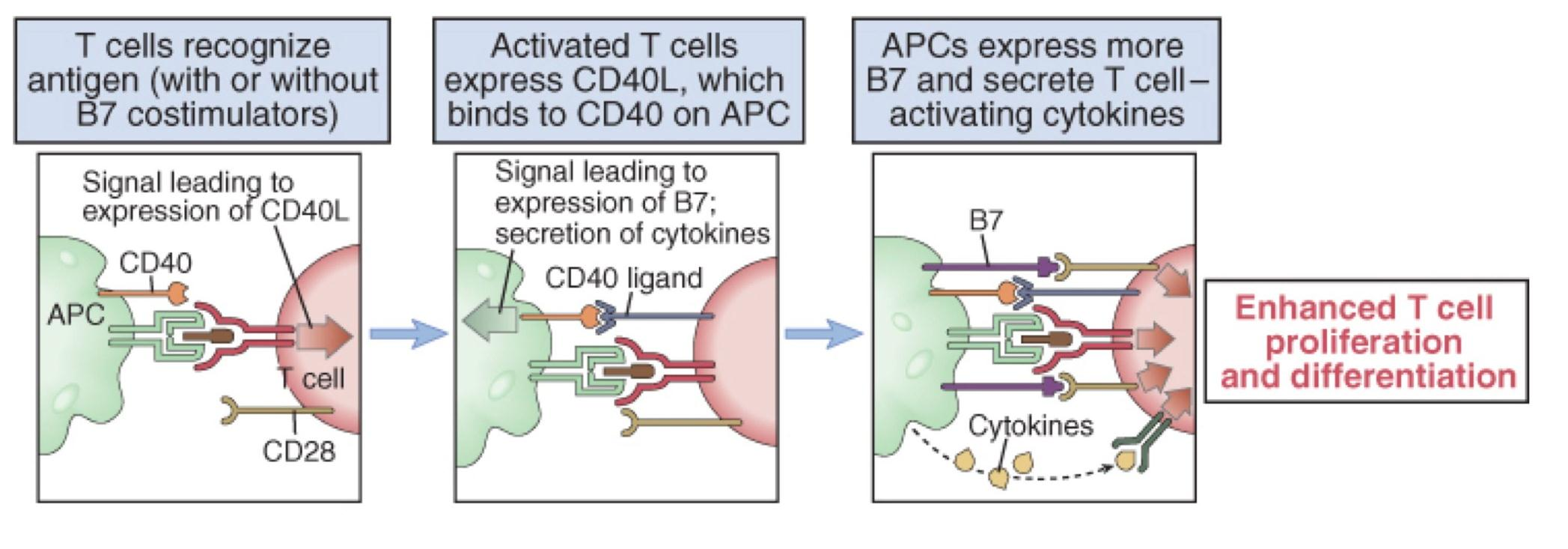 Altre molecole coinvolte: il sistema CD40/CD40L Ruolo del CD40 nell attivazione dei linfociti T Il CD40L è indotto precocemente sulla membrana