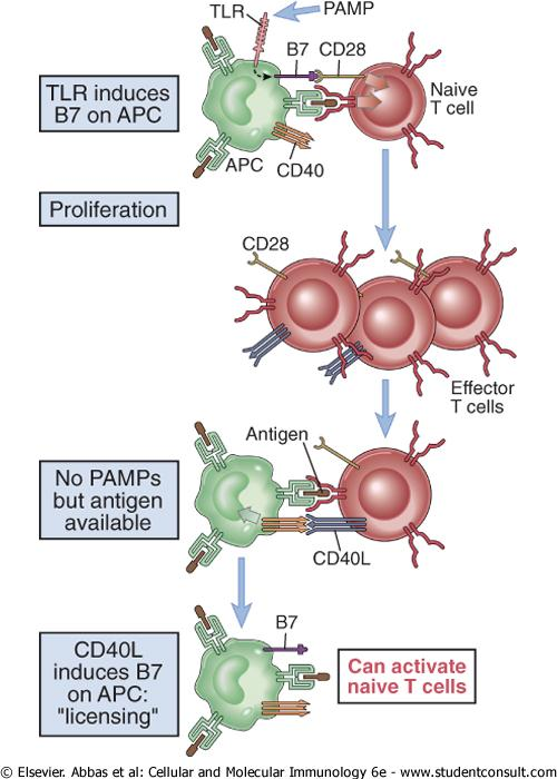 CD40/CD40L : Dendritiche Occhio!