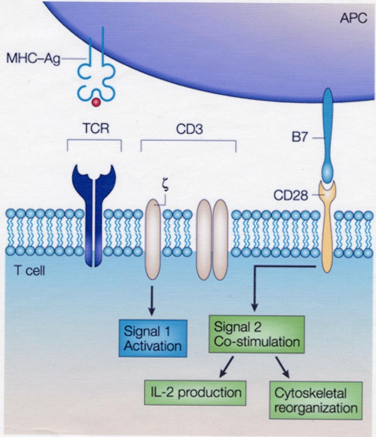 CD28 costimulatory receptor Expressed on: almost all CD4+ 50% CD8+ Binds to: CD80 and CD86 (B7.1 and B7.