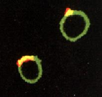 activation CTLA-4 Binds JAK-2 SHP-2 PP2A catalytic subunit AP-2(endosome