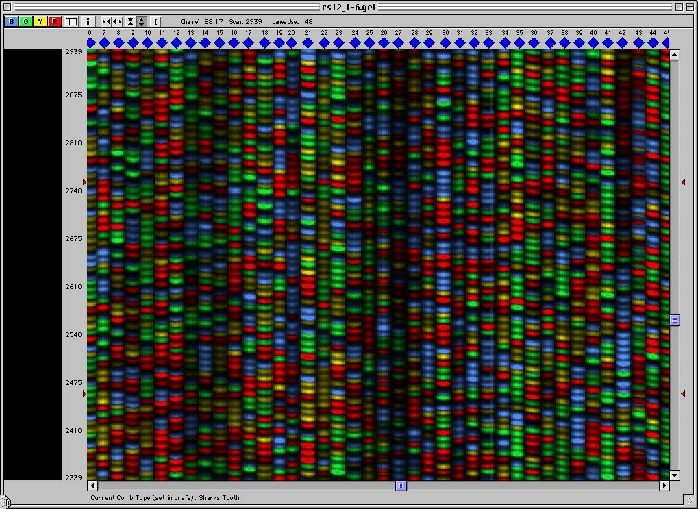 Fluorescent DNA