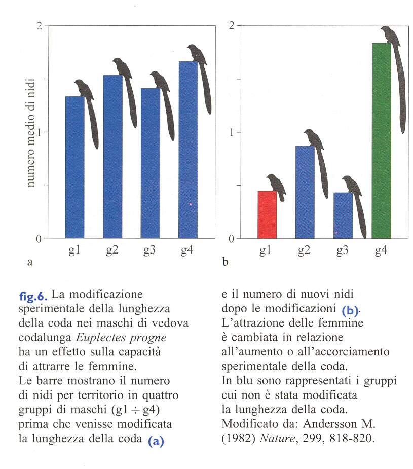 Code lunghe nei maschi degli uccelli numero medio di nidi a b La modificazione sperimentale della lunghezza della coda nei maschi di vedova codalunga Euplectes progne ha un effetto sulla capacità di