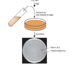 Isolamento dei cloni fagici L isolamento dei cloni fagici può avvenire dunque esclusivamente mediante infezione batterica La replicazione e la crescita del fago lambda avviene su capsule di Petri.