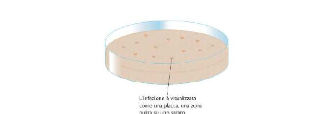 La metodologia più