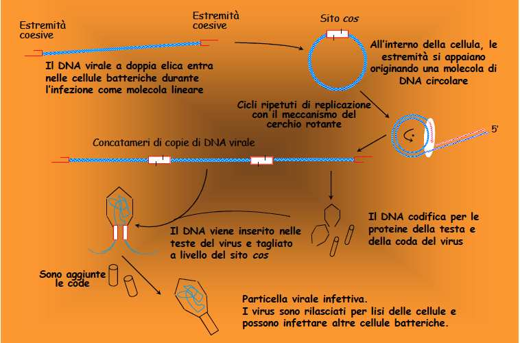 Impacchettamento