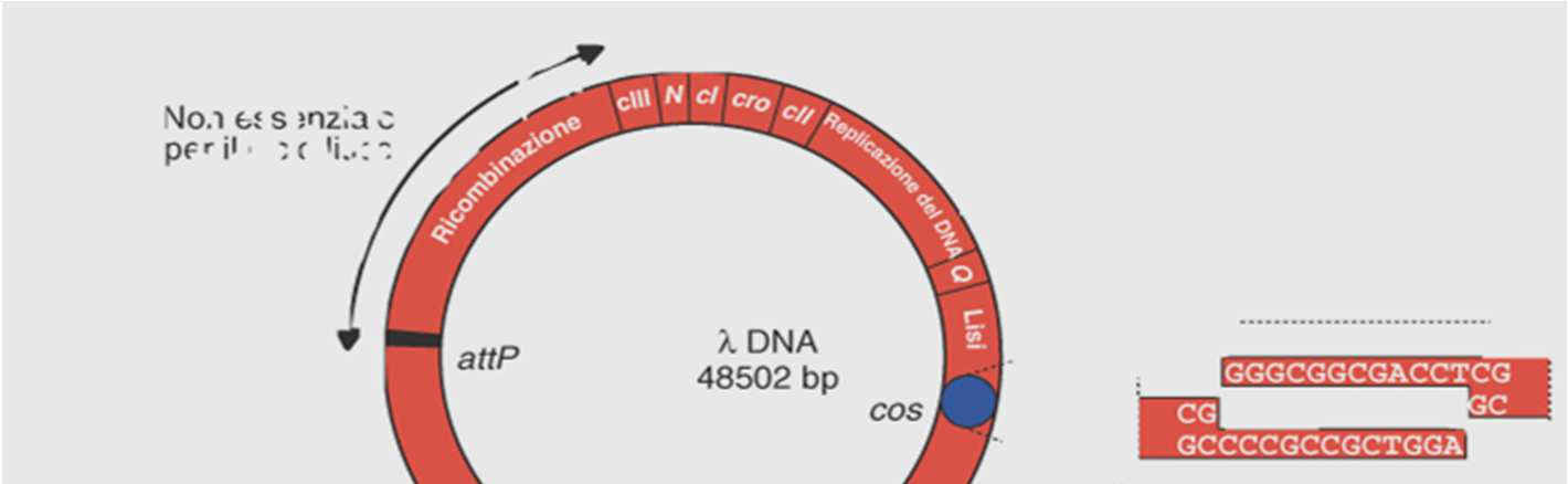 Fago lambda La mappa genetica del fago λ comprende circa 40 geni che possono essere suddivisi in tre gruppi funzionali: -a sinistra,