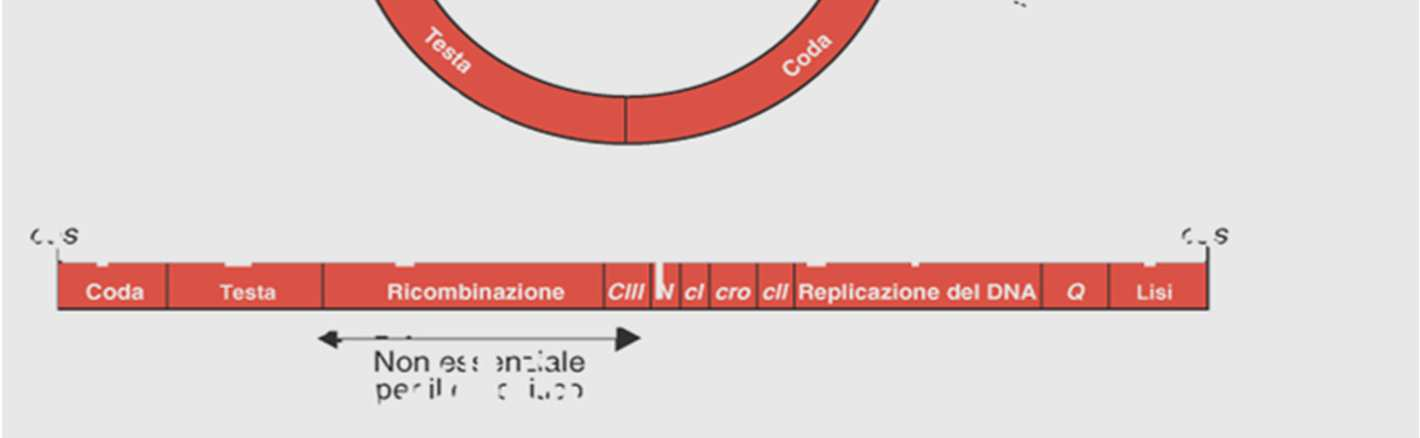 lisogenia. Gran parte di questa regione non é essenziale per la crescita litica e può essere eliminata per la costruzione di vettori.