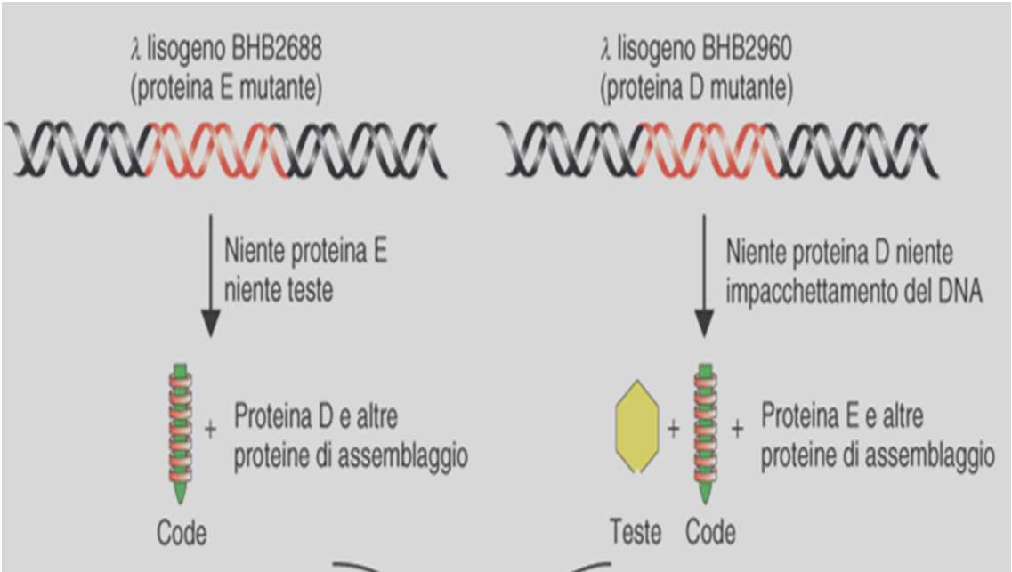 Packaging del DNA in vitro Sebbene il DNA nudo del fago lambda possa essere inserito in un batterio per trasformazione, la dimensione del genoma di λ rende questa metodica poco efficiente.