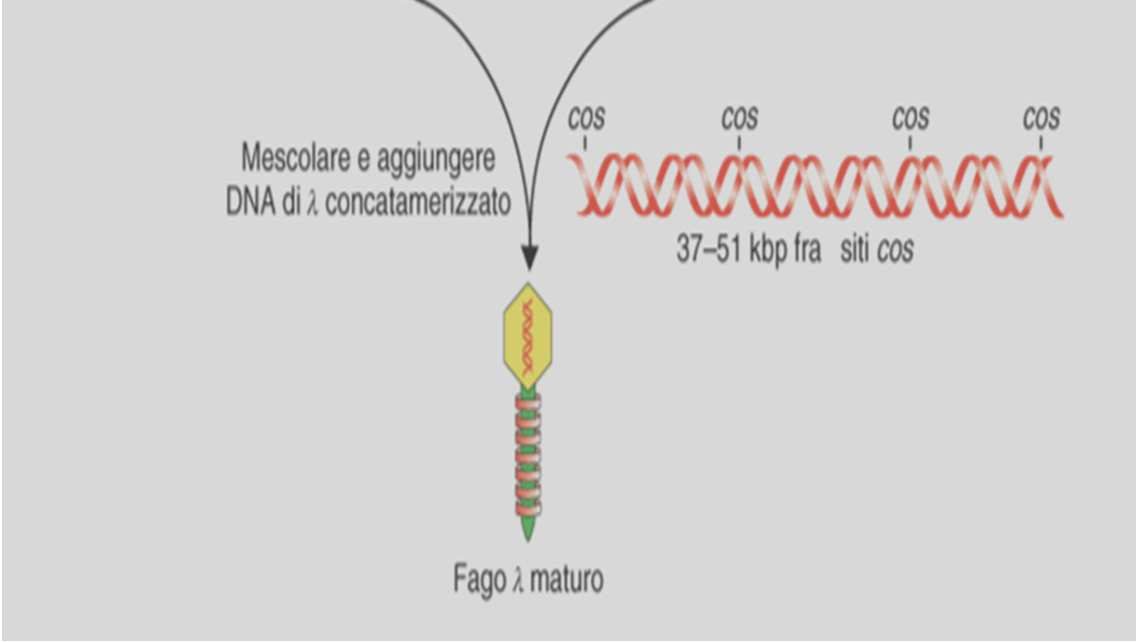 coli che portano fagi λ lisogeni difettivi nel processo d impacchettamento: -ceppo BHB2690, produce teste fagiche vuote, perché mancante della proteina D necessaria per il packaging del DNA; -ceppo