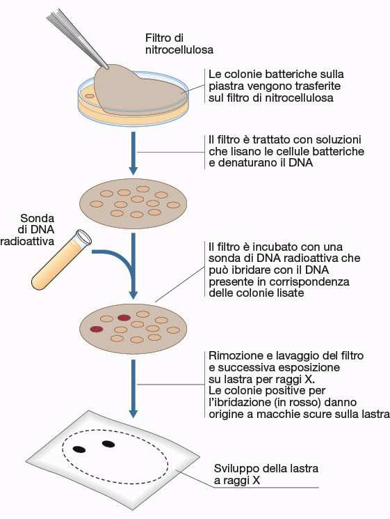 Screening primario della libreria Una volta definito il numero di cloni N, statisticamente necessari per identificare il clone di interesse, lo screening