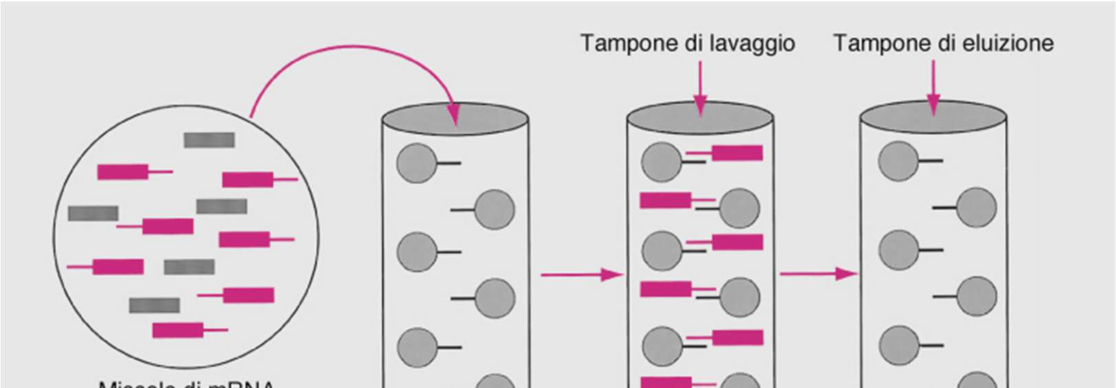 Purificazione dell mrna mediante oligo-dt L mrna poliadenilato