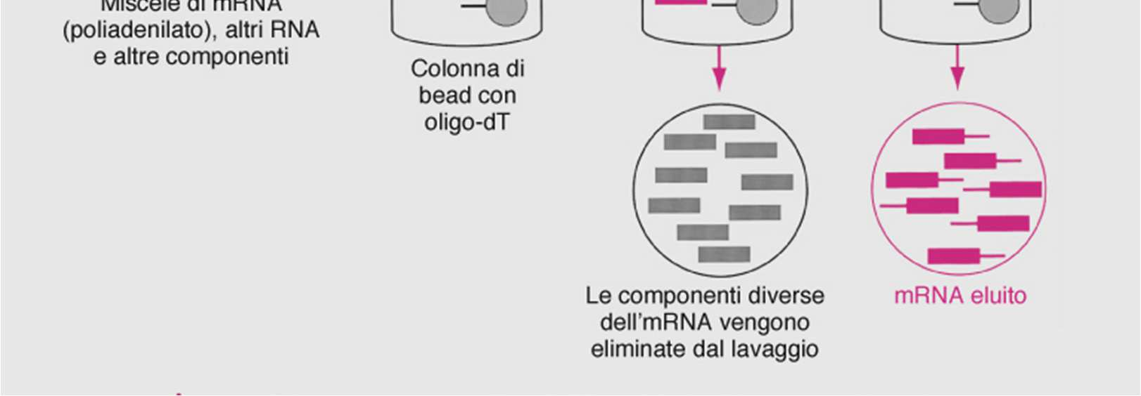 polimeri di desossitimidina), mentre le altre specie di RNA che