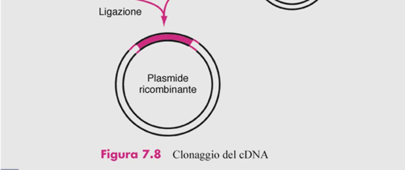 degli adattatori(adapter) in modo da rendere le