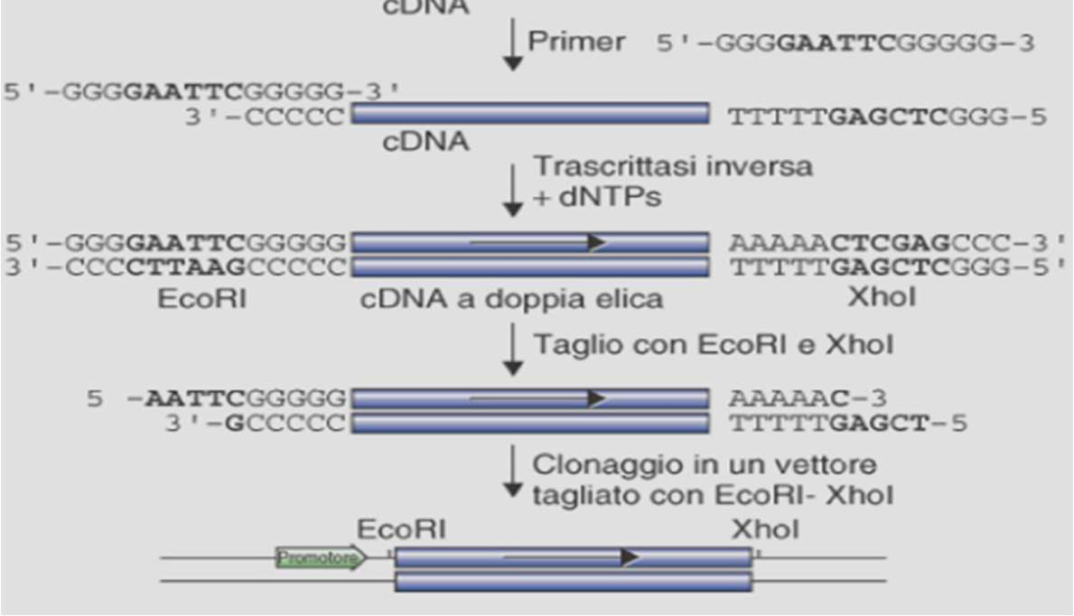 -oligo dt contiene all estremità 5 una sequenza che rappresenta il sito di riconoscimento di XhoI; -oligo dg contiene all estremità 5 una sequenza che rappresenta il sito di riconoscimento di