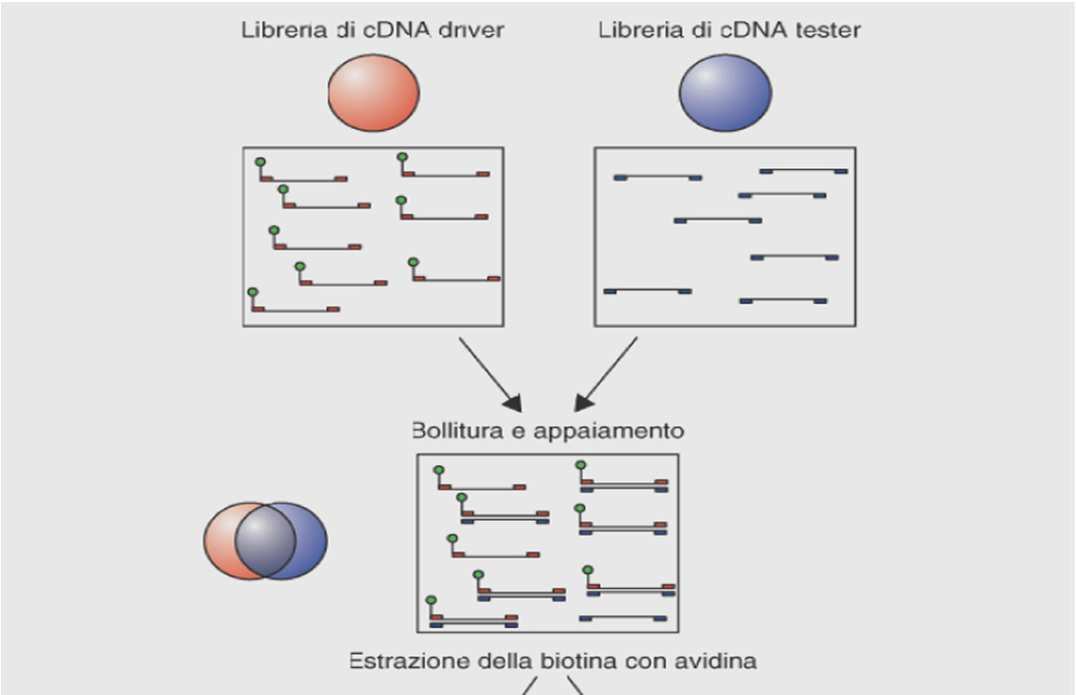 Librerie di cdna sottrattive Le librerie sottrattive sono prodotte allo scopo di identificare i geni che sono differenzialmente espressi tra due tipi cellulari.