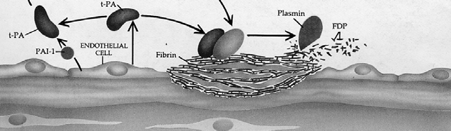processo della FIBRINOLISI L attivatore del Plasminogeno (tpa), assieme al