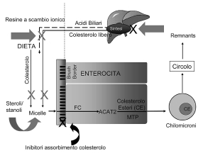 AL Catapano et al - L assorbimento intestinale del colesterolo Una volta attraversata la membrana dei villi intestinali il colesterolo viene esterificato ad opera dell enzima