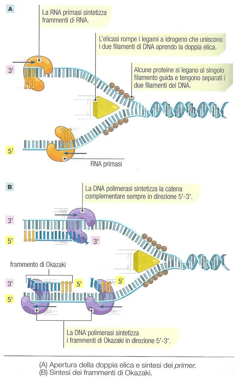 La forcella di replicazione è la struttura in cui avviene la duplicazione del DNA. E formata da una molecola di DNA in cui i due filamenti complementari sono separati per un tratto.